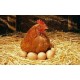 Ma poule ne sort pas de son nid