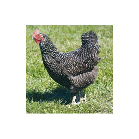 Poulette Type Marans Coucou Grise