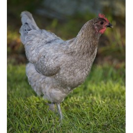 Poulete Type Marans Cendrée