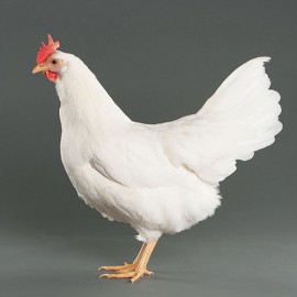 Poule Leghorn