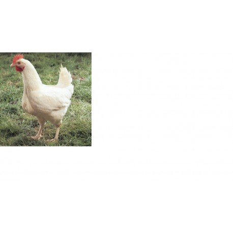 Poulet Blanc