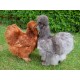 Poule de Soie