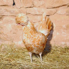 Poule Padoue