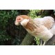 Poule Araucana