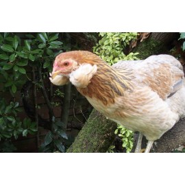 Poule Araucana