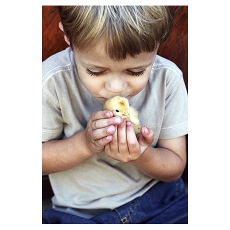 Comment élever des poussins?