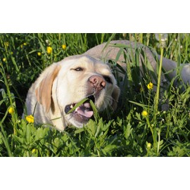 Mon chien mange de l'herbe, est-ce inquiétant?