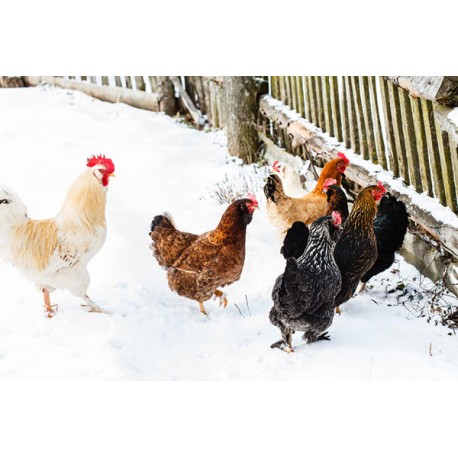 Pourquoi les poules ne pondent (presque) pas d'œufs en hiver?