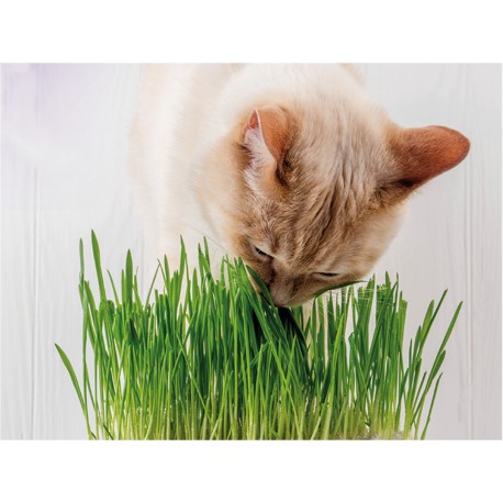 Herbe à Chat