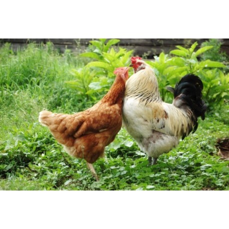 Comment introduire de nouvelles poules dans une poulailler ?