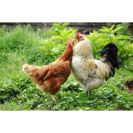 Comment introduire de nouvelles poules dans une poulailler ?