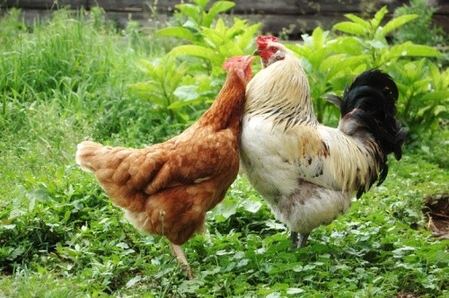 Comment Introduire De Nouvelles Poules Dans Une Poulailler Croq85