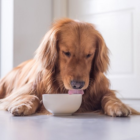 6 raisons pour désinfecter les matériaux d'environnement de votre chien