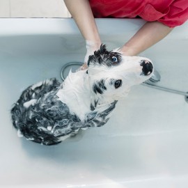 Pourquoi et comment laver votre chien