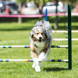 Agility: ou comment faire de votre animal domestique un champion de l'agilité