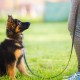 Voilà pourquoi c'est une bonne idée d'aller à l'école canine avec votre chiot