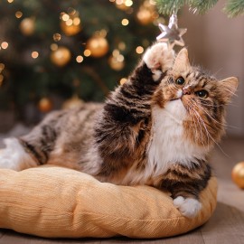 Des chats et des arbres de Noël, une combinaison vouée à l’échec?