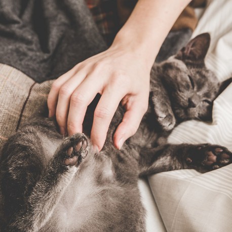 Votre chat a des voies urinaires sensibles? Optez alors pour une nourriture appropriée