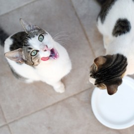 Nos conseils pour faire boire suffisamment d'eau à votre chat