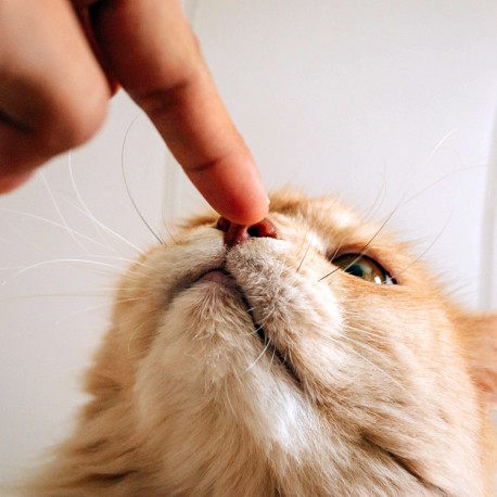 Saviez-vous que... les chats mangent principalement avec leur odorat ?