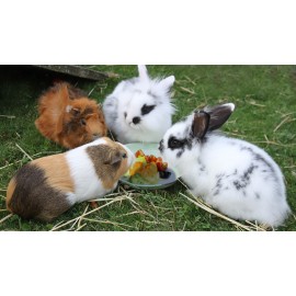 Peut-on garder des lapins, des cobayes et des hamsters ensemble dans la même cage?