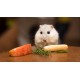 Quels types de nourriture pour hamster pouvez-vous donner à votre petit compagnon?