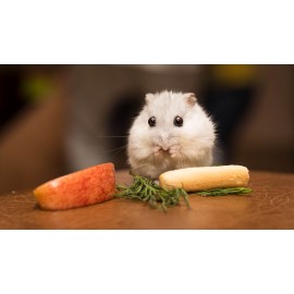 Quels types de nourriture pour hamster pouvez-vous donner à votre petit compagnon?