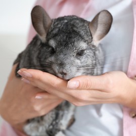 Nourriture pour Chinchillas: De la nourriture de qualité pour des animaux sensibles