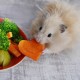 Comment nourrir vos hamsters de manière optimale?