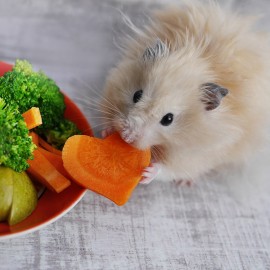 Comment nourrir vos hamsters de manière optimale?