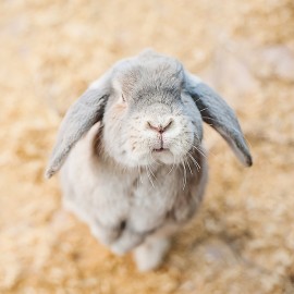 Comment choisir le fond de cage idéal pour votre lapin ou votre rongeur ?