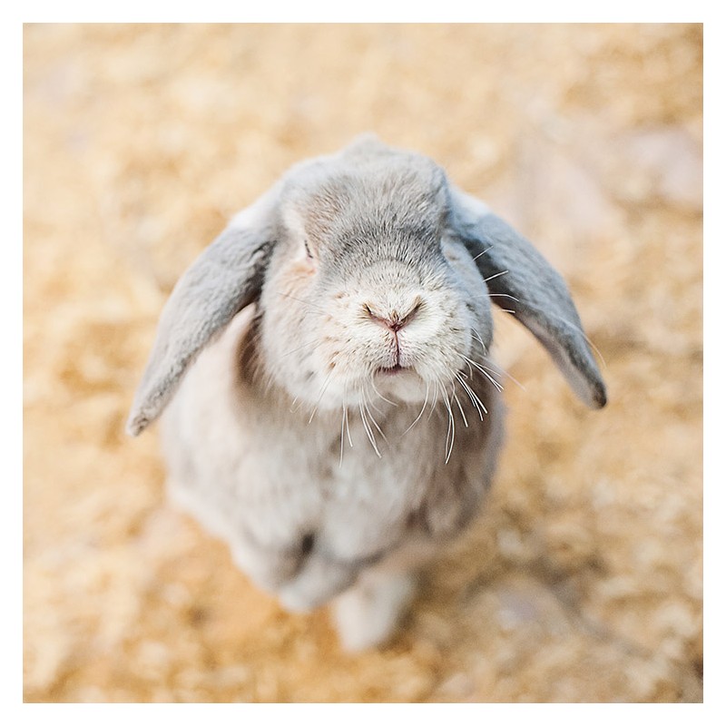 Comment bien choisir une cage à lapin ?