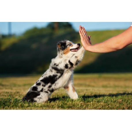 Prêt(e) à accueillir votre chiot ?