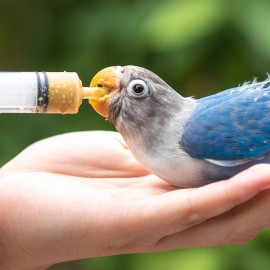 Nourrir les jeunes oiseaux à la main : A quel moment s’y mettre?