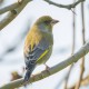 Quelle nourriture pour oiseaux utiliser pour chaque saison?