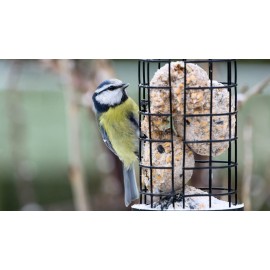 Quelle mangeoire choisir pour vos oiseaux du jardin?