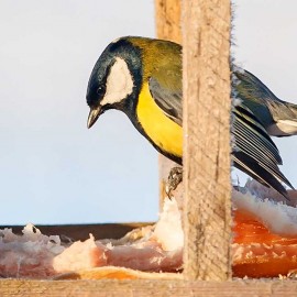 L’eau pour les oiseaux : Comment l’empêcher de geler