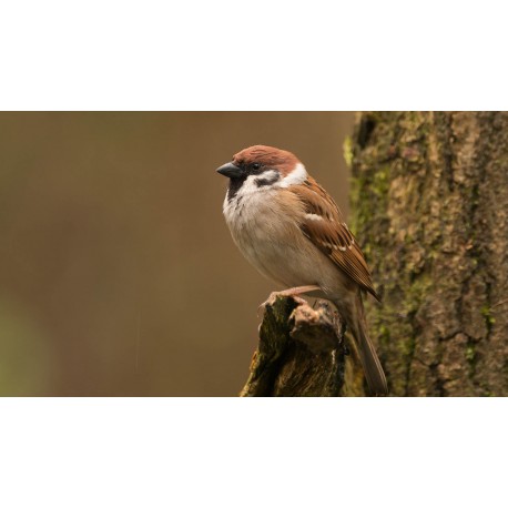 Que devez-vous absolument savoir sur le moineau ?