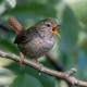 Quelle est la meilleure application de reconnaissance d'oiseaux