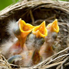 Tous les oiseaux pondent des œufs en mai…