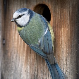 6 conseils tout simples pour faire nicher des oiseaux dans votre jardin