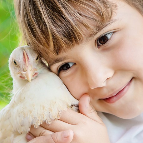 Comment choisir le meilleur aliment pour mes poules ?