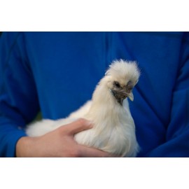 Acheter des poules pondeuses pour les œufs? Voici vos possibilités en un coup d'œil