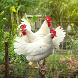 Quelles sont les meilleures poules pondeuses pour votre jardin?