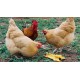 Six en-cas savoureux pour vos poules à préparer par vous-même