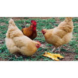 Six en-cas savoureux pour vos poules à préparer par vous-même