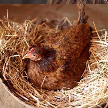 Poules couveuses : Devez-vous les en empêcher ou les stimuler ?