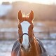 Votre cheval et vous, êtes-vous prêts pour l'hiver ?