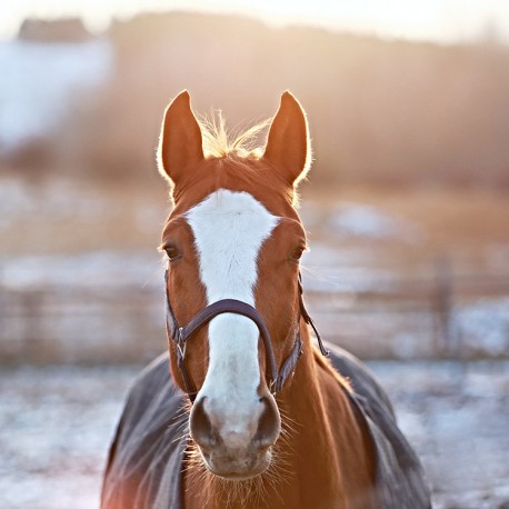 Votre cheval et vous, êtes-vous prêts pour l'hiver ?