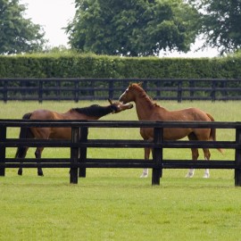 Sécurisez vos pâturages à chevaux